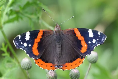 Крапивница (лат. Aglais urticae)