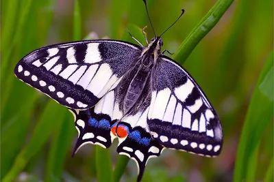 ФотоБлог Торгачкин Игорь Петрович © Igor Torgachkin: Бабочка Махаон /  Papilio machaon / Old World Swallowtail
