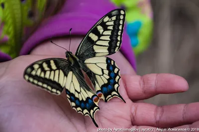 Махаон (Papilio machaon) - Swallowtail | Film Studio Aves - YouTube