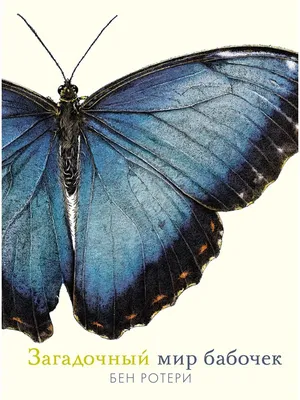 Раскраска Махаон | Раскраски бабочек. Рисунки бабочек, картинки бабочек