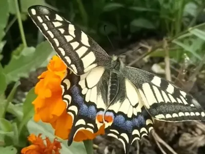 Бабочка Махаон (Papilio machaon). Photographer Ivan Shkriblyak