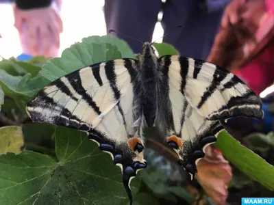 А у нас сегодня вывелись питомцы - махаоны Papilio machaon ussuriensis |  Пикабу