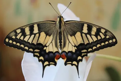 Модель бабочки «Парусник Махаон» (лат. Papilio machaon) 25х25 см в  интернет-магазине Ярмарка Мастеров по цене 2980 ₽ – QRM9YBY | Элементы  интерьера, Санкт-Петербург - доставка по России