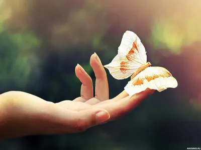 Грустная бабочка рисунок - 70 фото