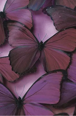 Фотка с бабочками: наложите на аву | На аву бабочки Фото №1003504 скачать