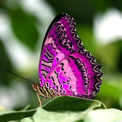 Синие бабочки картинки - 67 фото