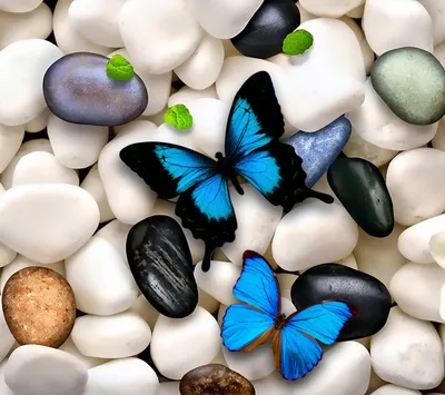 MERAGOR | Фото и картинки бабочек, бабочки на аватарку