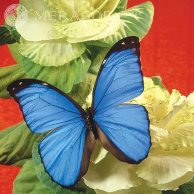 Обычная бабочка сидит на мизинце — Авы и картинки | Бабочки, Картинки,  Галерея