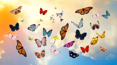 Красивые картинки с бабочками - 67 фото