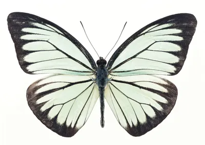 Бабочки на белом фоне - фото и картинки: 74 штук