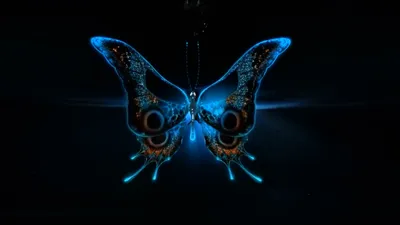 Синие бабочки на черном фоне - фото и картинки 