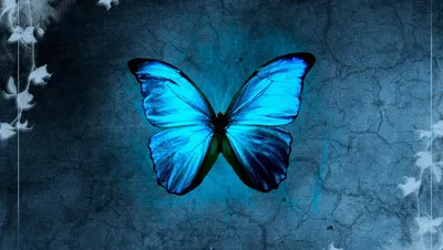 Голубые бабочки на черном фоне - фото и картинки 