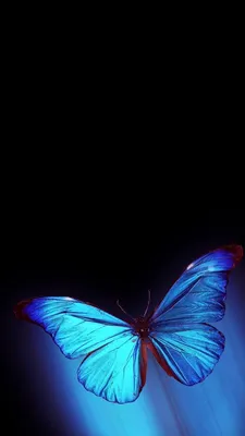 Черные бабочки обои - 70 фото