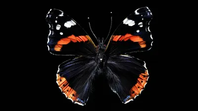 черно белая бабочка на листе на черном фоне, красивые перья бабочки  огомадара белая спинка, Hd фотография фото, опылитель фон картинки и Фото  для бесплатной загрузки