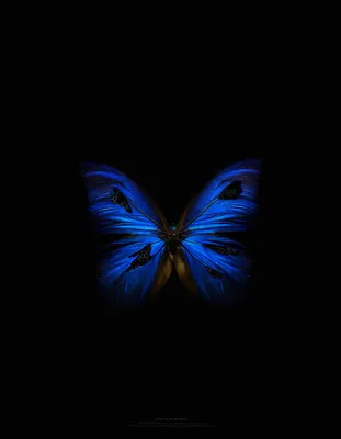 Бабочки на черном фоне #62
