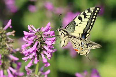 Бабочки на цветах - фото и картинки: 91 штук