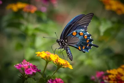 Butterflies and flowers. Бабочки и цветы. PNG. | Бабочки, Цветы, Обои