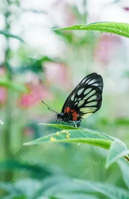 Обои butterflies, цветы, purple, бабочки, flowers на рабочий стол