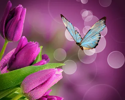 Бабочки насекомые животные зеленые растения весенние фотографии картинки  Фон И картинка для бесплатной загрузки - Pngtree