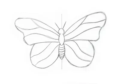 Уроки рисования ответят на вопрос как рисовать бабочку карандашом и в  цвете. | АРТАКАДЕМИЯ Курсы рисования Киев