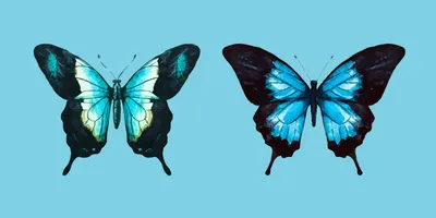 Как нарисовать бабочку: 15 красочных вариантов - Лайфхакер