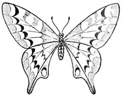 Бабочка сбоку рисунок карандашом - 62 фото