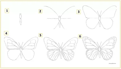 Картинки бабочек для срисовки карандашом