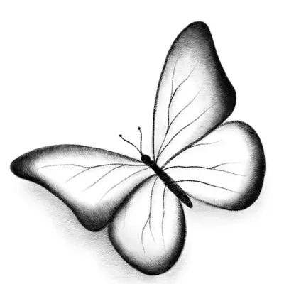Простые рисунки бабочек для срисовки - 50 фото