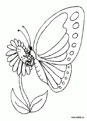 Бабочки для срисовки, картинки легкий вариант - Блог для саморазвития |  Картинки, Бабочки, Стикер-арт