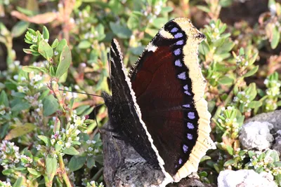 Траурница. Nymphalis antiopa LINNAEUS, 1758. Нимфалиды Nymphalidae [1979  Моуха Й. - Бабочки]