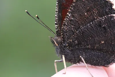 Траурница / Nymphalis antiopa (Linnaeus, 1758) | Бабочки Южного Урала