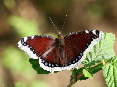 Бабочка Траурница: питание, образ жизни, места обитания