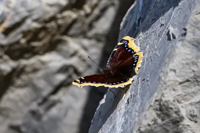 Потрясающие фотографии Бабочек махаон в разных ракурсах | Бабочки махаон  Фото №1003314 скачать
