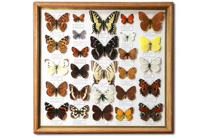 Бабочка Махаон - Красноуфимский краеведческий музей