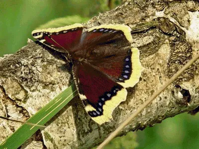 Траурница (Nymphalis antiopa) - Picture Insect