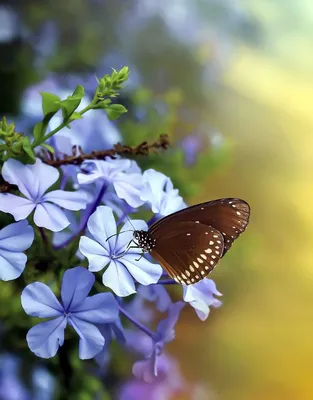 Красивая бабочка в природе | Бесплатно Фото