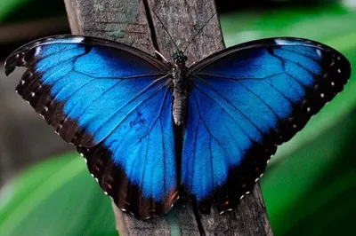 Бабочки в природе