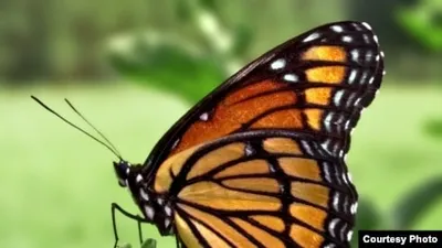 Узоры природы: Бабочки » 