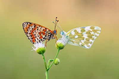Красивые бабочки в природе (63 фото) »