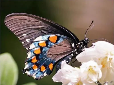 Всё о бабочках: классификация, строение, жизненный цикл | Lepidopterolog