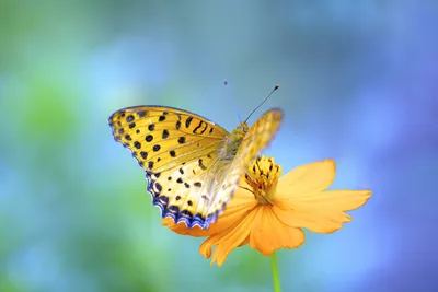 Самые красивые бабочки в мире 🦋 #funny #shorts #short #video  #youtubeshorts #youtube #like #love - YouTube