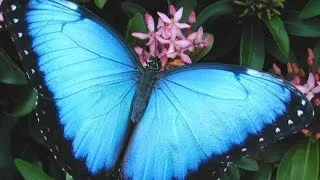 Красивая бабочка в природе | Бесплатно Фото