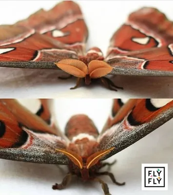Разведение мотыльков в домашних условиях в бабочкарии статья на сайте  магазина ферм бабочек Флай-Флай — 
