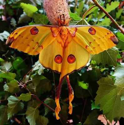 Необычные Акриловые Фантастические серьги-бабочки, огромные Индивидуальные  женские серьги, серьги для друзей | AliExpress