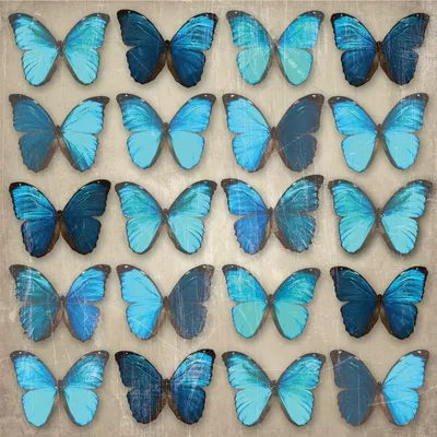 Ночные бабочки – насекомые, фото с названиями