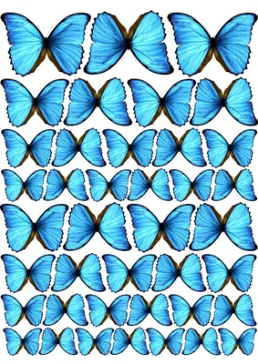 Бабочки рисунки цветные - 53 фото