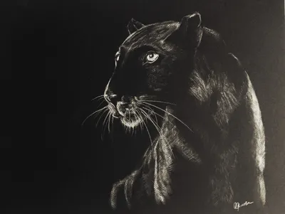 bagira, black tiger, black panther" Essential T-Shirt by amoughaoui |  Redbubble