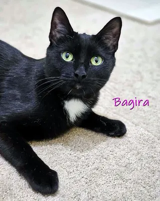 Bagira Spot | Eastern Accents