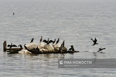 Байкал ЭМ-2 для животноводства и птицы |  - Фермер.Ру - Главный  фермерский портал - все о бизнесе в сельском хозяйстве. Форум фермеров.