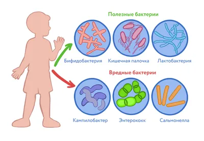 Ученые: бактерии в кишечнике манипулируют поведением человека — Naked  Science